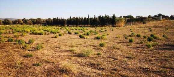 Terreno en Sorso, Italy 10000 m² No. 273546 5