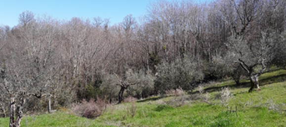 10000m² Land in Cantalupo nel Sannio, Italy No. 251324 3