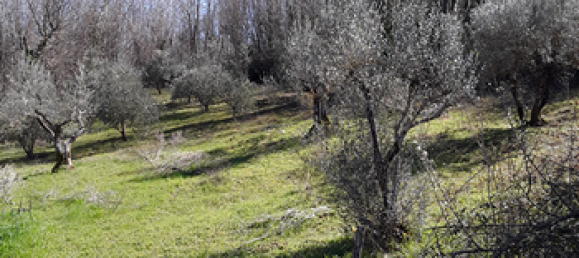 10000m² Land in Cantalupo nel Sannio, Italy No. 251324 4