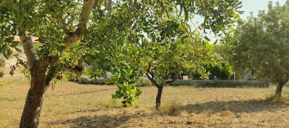 Grundstück in Selva, Spain, Nr. 156943 23