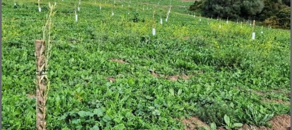  Land in Arcos de la Frontera, Spain No. 150207 5