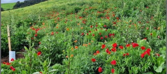  Land in Arcos de la Frontera, Spain No. 150207 2