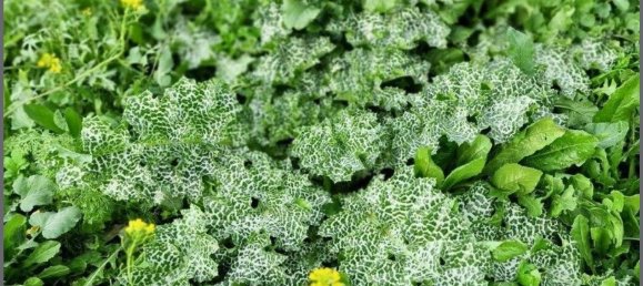  Land in Arcos de la Frontera, Spain No. 150207 3