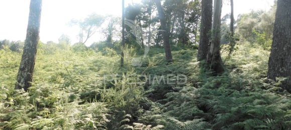 1210m² Land in Geme, Portugal No. 43478 4