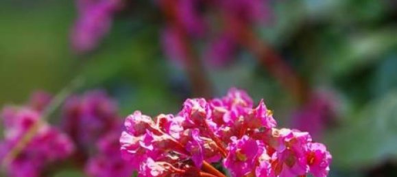 3 bedrooms Townhouse in Ostholstein, Germany No. 323238 33