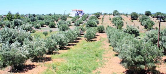 Hotel em Chalkidiki, Greece 4000 m² N.º 6123 7