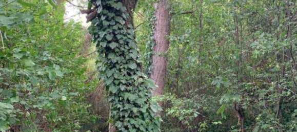 4 rooms House in Ottakring, Austria No. 209065 6