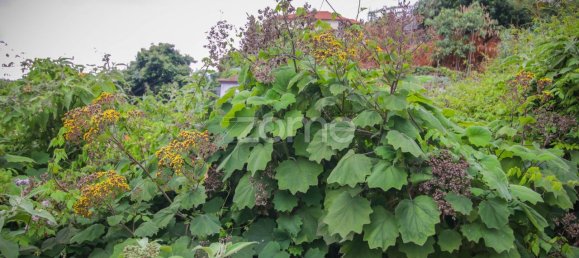Terrain à Funchal, Portugal 2080m² No. 85900 7