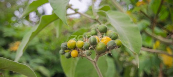 Terrain à Funchal, Portugal 2080m² No. 85900 8
