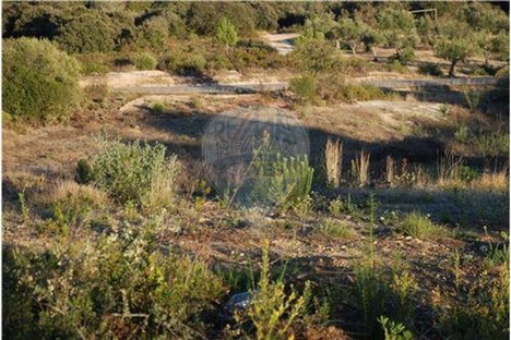 Grundstück in Golega, Portugal 5771m², Nr. 64165