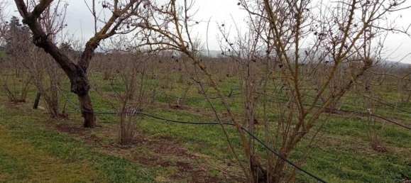 17500m² Land in Vetralla, Italy No. 153946 4