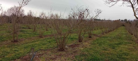 17500m² Land in Vetralla, Italy No. 153946 3