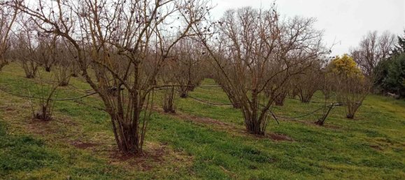 17500m² Land in Vetralla, Italy No. 153946 5