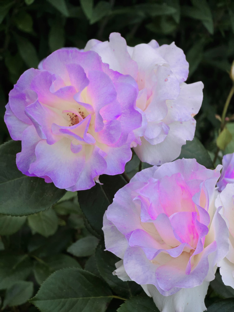 Adosado de 6 habitaciónes en Lorrach, Germany No. 274736