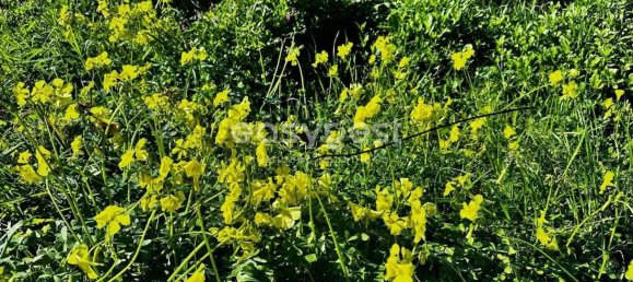 Terreno em São Brás de Alportel, Portugal 397 m² N.º 156033 3