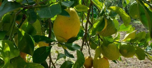 Casa de 7 divisões em Tollo, Italy N.º 205093 12