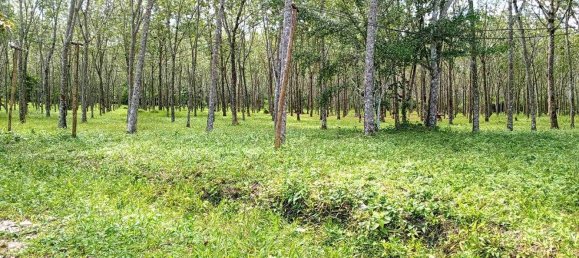  قطعة أرض في Mai Khao, Thailand 9600متر مربع رقم 68446 3