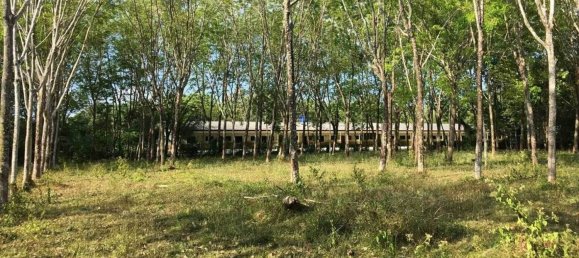  قطعة أرض في Mai Khao, Thailand 9600متر مربع رقم 68446 6