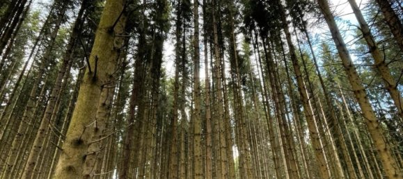 15000m² Land in Lahn-Dill, Germany No. 222529 6