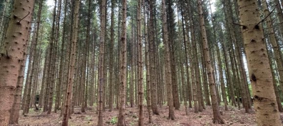 15000m² Land in Lahn-Dill, Germany No. 222529 3