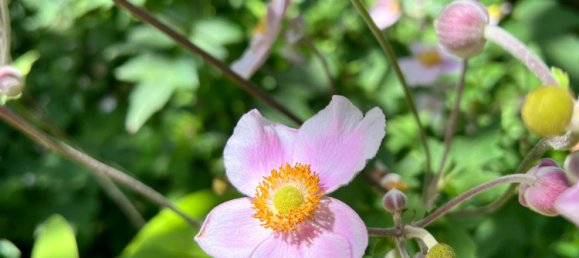 Дом с 6 спальнями в Узуэр-сюр-Луара, Франция № 251311 29