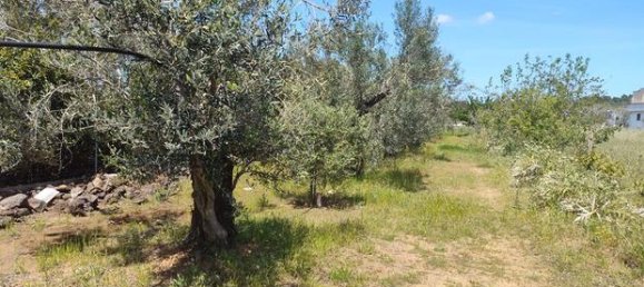 5200m² Land in Tuglie, Italy No. 258387 3
