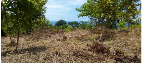  Land in Puntarenas, Costa Rica No. 1377 4
