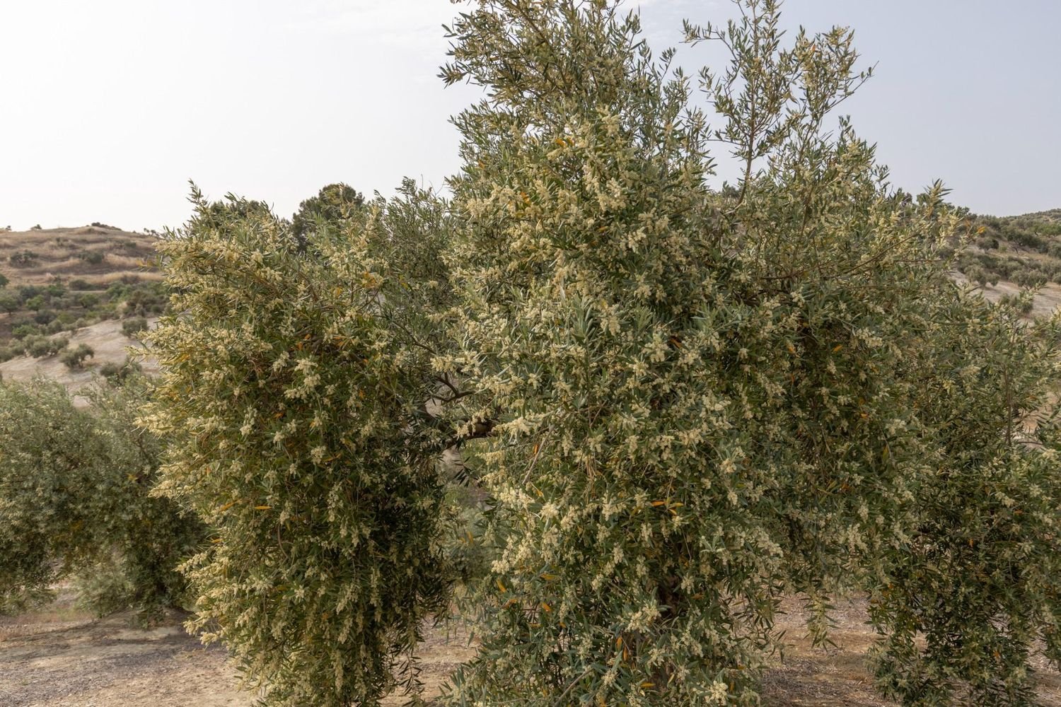 Terrain à Granada, Spain No. 149739