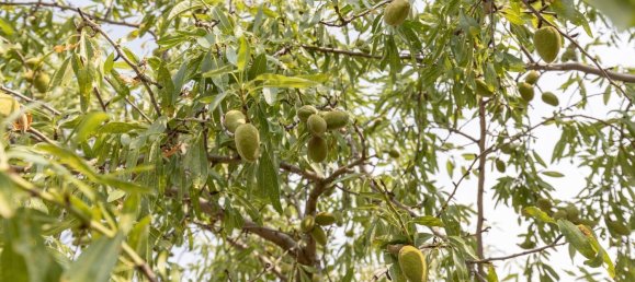 Terrain à Granada, Spain No. 149739 2