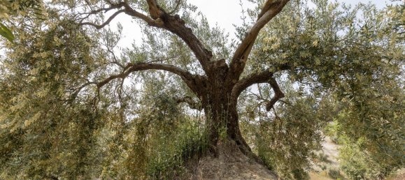 Terrain à Granada, Spain No. 149739 13