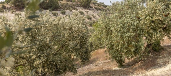 Terrain à Granada, Spain No. 149739 14