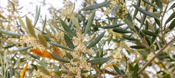 Terrain à Granada, Spain No. 149739 20