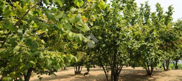 Terrain à Mercogliano, Italy 15216m² No. 119945 3