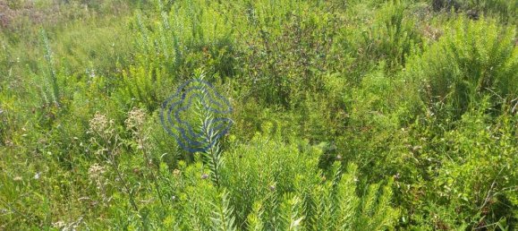 Земельный участок 806м² в Томар, Португалия № 79590 25