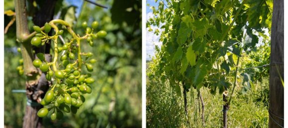 Terrain à Asciano, Italy 2427m² No. 53488 66