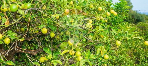 Terreno en Acireale, Italy 3800 m² No. 234711 22