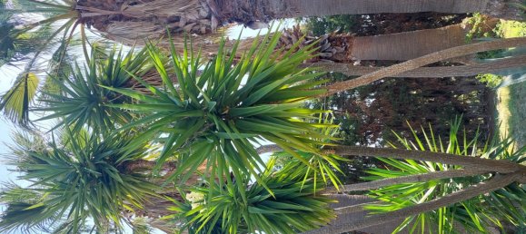 5 rooms Villa in Roccella Ionica, Italy No. 251890 12