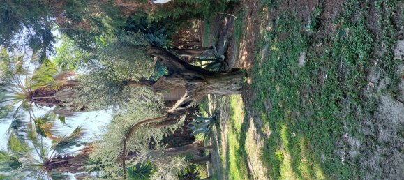 5 rooms Villa in Roccella Ionica, Italy No. 251890 7