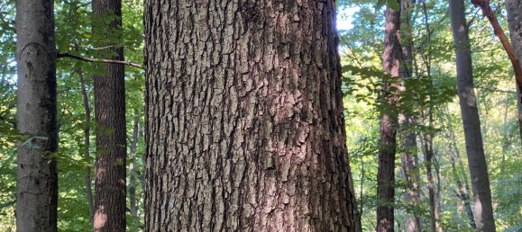 8غرفة فيلا في Gablitz, Austria رقم 235958 7