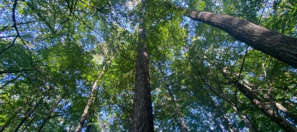 8غرفة فيلا في Gablitz, Austria رقم 235958 4