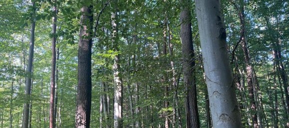 8غرفة فيلا في Gablitz, Austria رقم 235958 3