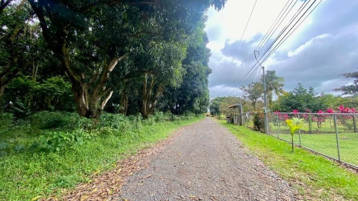 terrain à vendre à San Mateo, San Mateo , Alajuela, Costa Rica № 1563