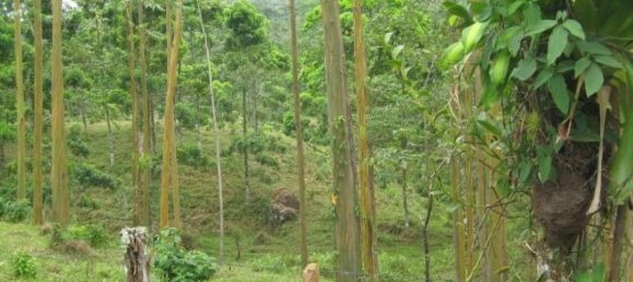  Land in Upala, Costa Rica No. 1765 2