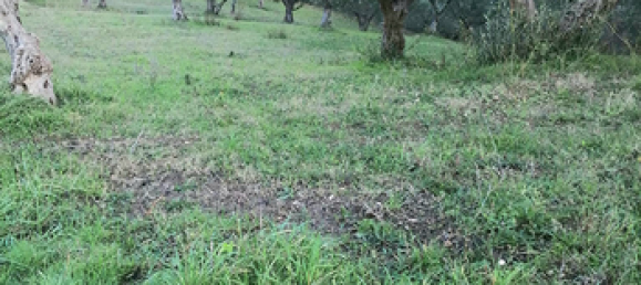 1m² Land in Carolei, Italy No. 252168 5