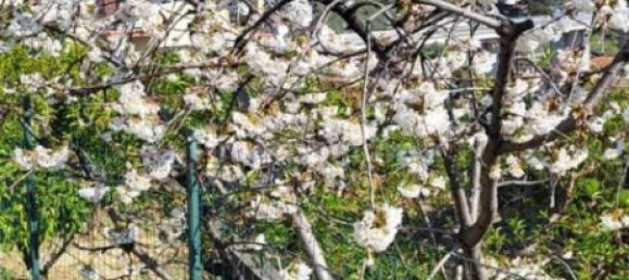 4 Schlafzimmer Villa in Imperia, Italy, Nr. 220763 13