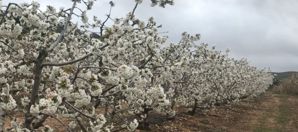 Земельный участок в Макастр, Испания № 156144 9