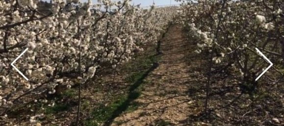 Земельный участок в Макастр, Испания № 156144 7