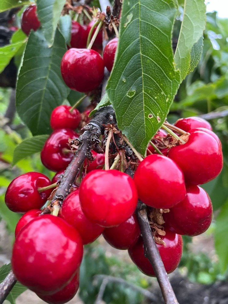 Земельный участок в Макастр, Испания № 156144