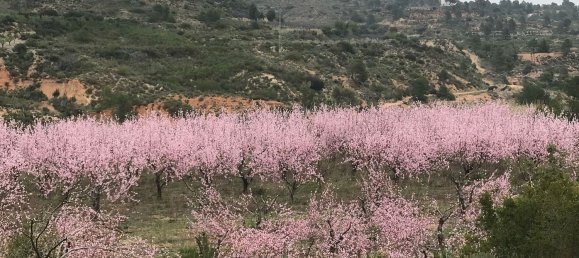 Земельный участок в Макастр, Испания № 156144 2