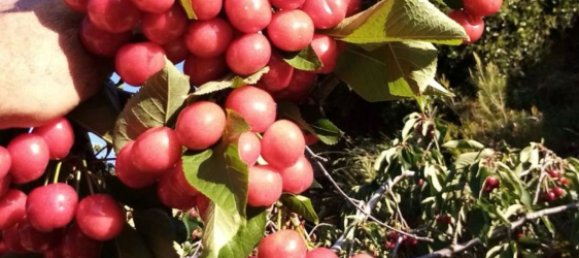 Земельный участок в Макастр, Испания № 156144 5